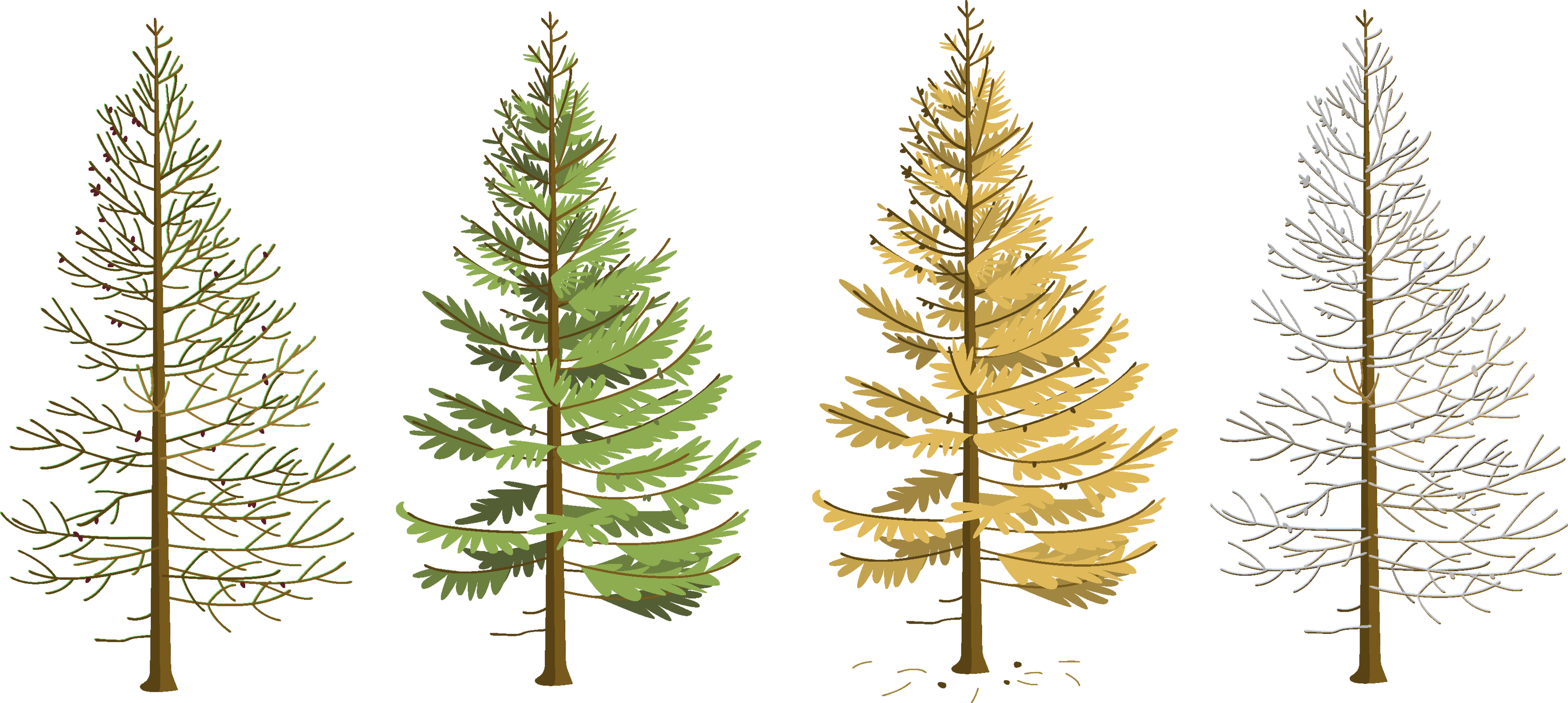Jaký jehličnatý strom na zimu opadává?